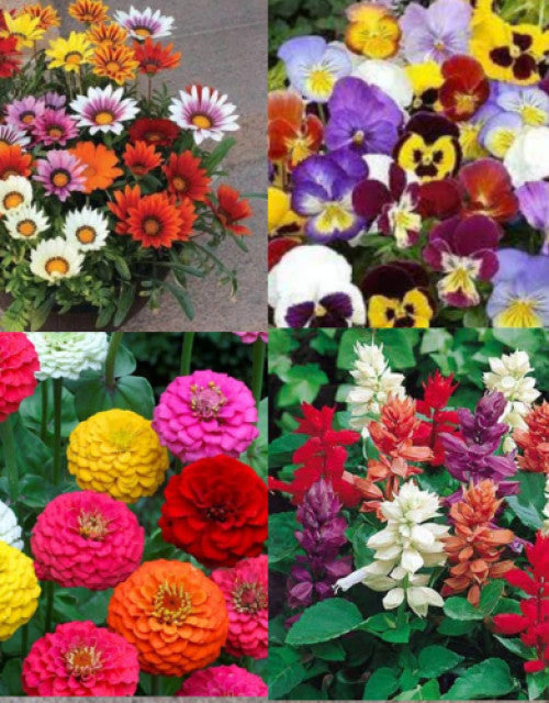 Mixed flower seeds (multicolour) pack of 50 seeds